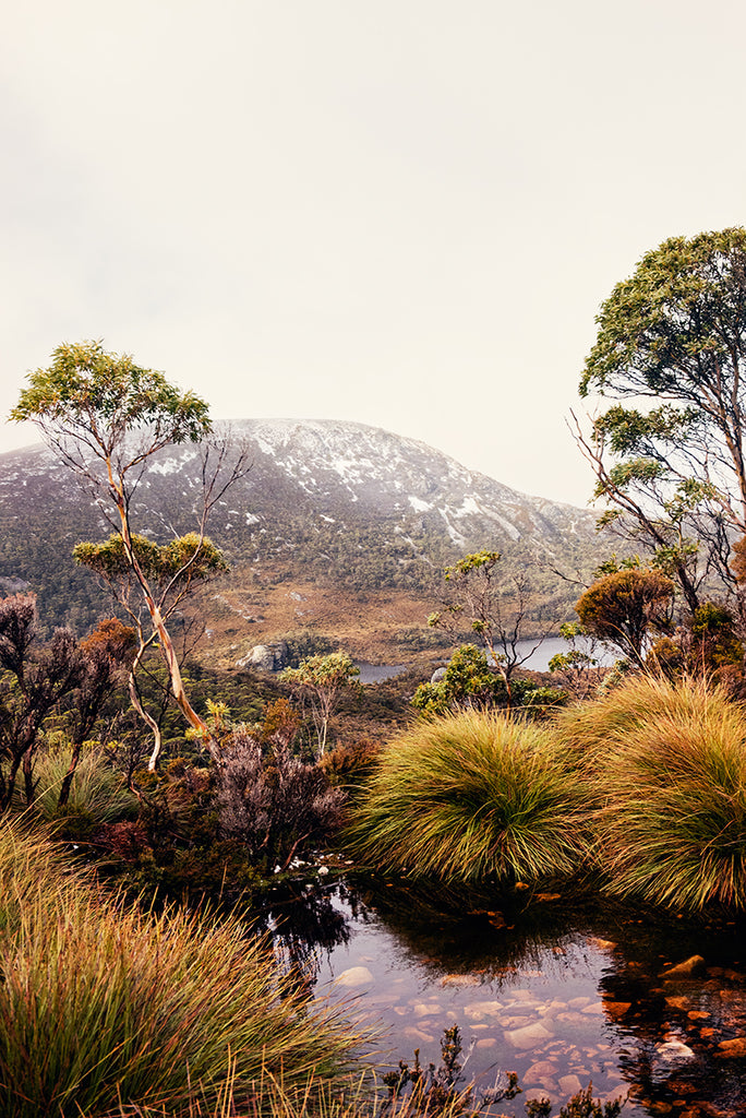 Cradle Mountain photographic print shot in Cradle Mountain National Park in Tasmania featuring a beautiful mountain stream surrounded by buttongrass and bushland with dove lake in the background along with snow capped mountains by Photographer Millie Brown