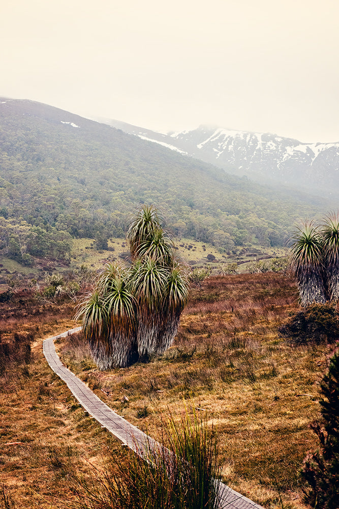 Cradle Mountain photographic print featuring the natural beauty of Cradle Mountain  national park in a fine art print featuring a cluster of pandani trees located alongside a walking trail leading to the snow capped mountains beyond