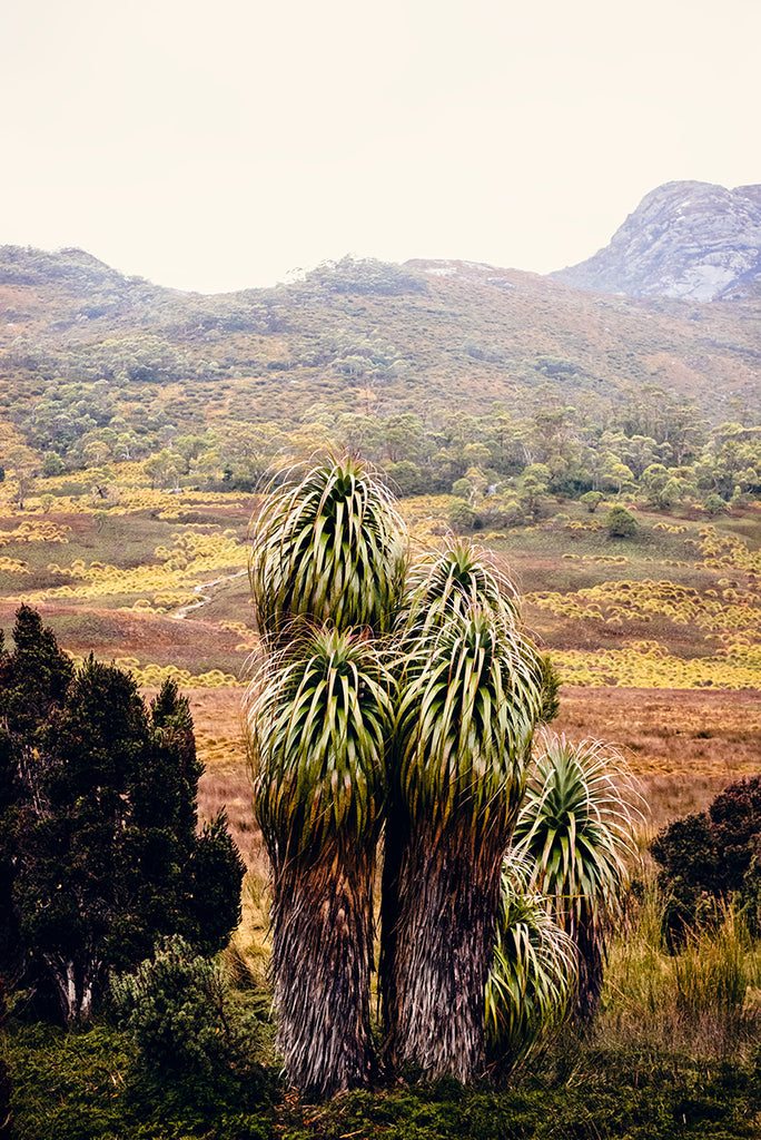 Cradle Mountain Photographic Print of the beautiful Pandani plant with the Cradle Valley wilderness in the background shot in Cradle Mountain National Park Tasmania by Millie Brown