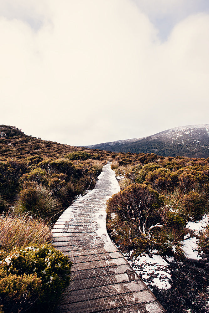 Cradle Mountain print featuring the snow covered walking track winding its way through bush and button grass in the Cradle Mountain national park with the snow covered mountains in the background