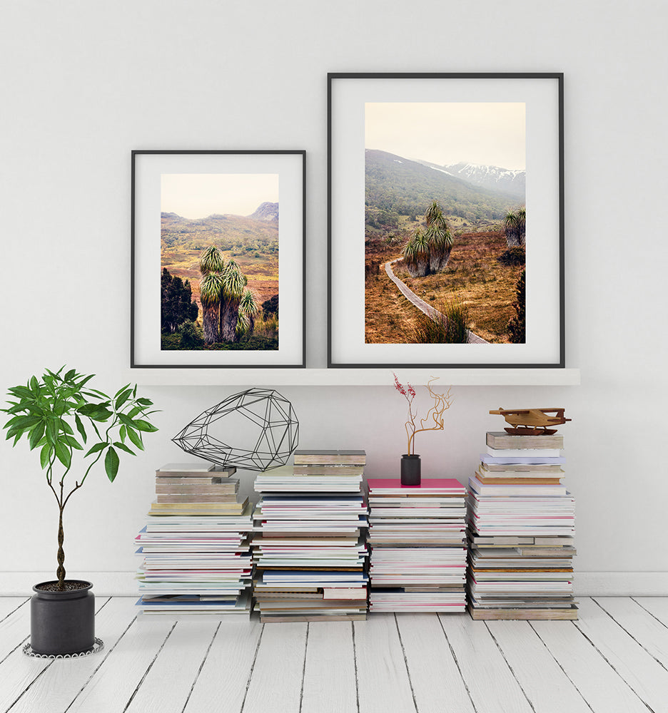 Cradle Mountain photographic print featuring the natural beauty of Cradle Mountain national park in a fine art print featuring a cluster of pandani trees located alongside a walking trail leading to the snow capped mountains beyond