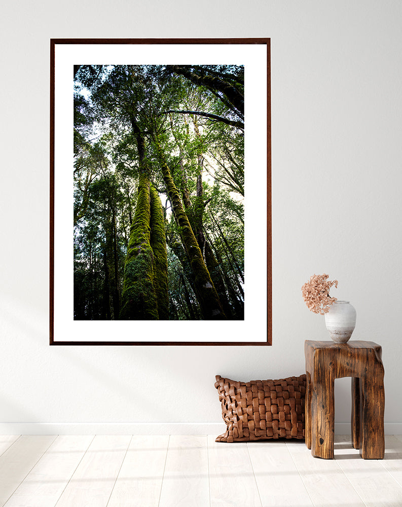 Cradle Mountain photographic Print featuring the Tasmanian Wilderness and the forest of King Billy Pines from the Into the Wild collection of prints by Millie Brown.